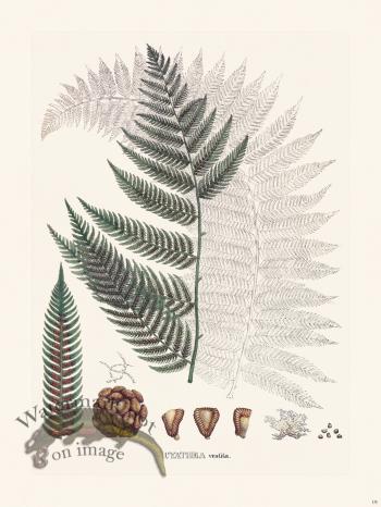 Ferns of Brazil 19